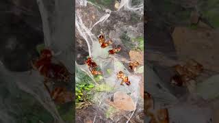 Baby TARANTULAs SWARM and SHARE Cockroach CARCASS  🪳 shorts [upl. by Ainevul]