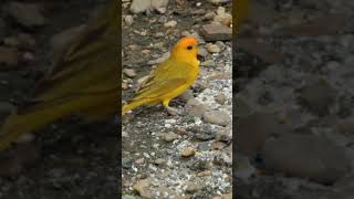 Beautiful Canary birds bird birdlife birdwatching birdspecies [upl. by Noj]