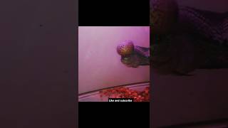 Kml imported fish vizag aquariumfish aquarium birds best trend flowerhornfish beta [upl. by Mumford442]