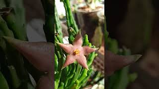 Стапелия Дивариката Stapelia divaricata 🌺 succulents суккуленты [upl. by Eilyw]