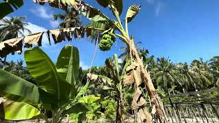 Plantations  Meeru Island Resort amp Spa [upl. by Pernick]