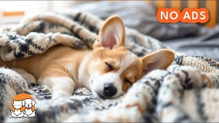 Calming Music for Dogs to Ease Separation Anxiety ♫ Calm Your Stressed Pup ♥ Dog Music [upl. by Laeahcim906]