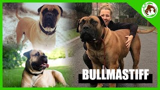 The Bullmastiff The Dog You Need To Know [upl. by Aisha]