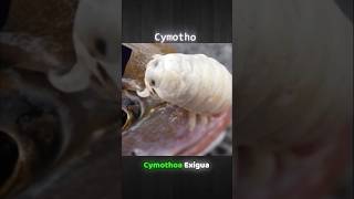 Tongue Eating Parasites in Fish । Cymothoa Exigua shorts [upl. by Pitts]