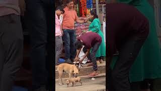 Helping Disabled Puppy Unable To Walk  Dog and Puppy Rescue Tail animalrescuestories puppy [upl. by Gove]