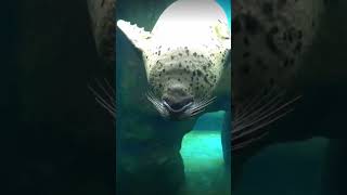 seal flips in the water seal sealy sealpup cuteseal cuteanimals animal animalmeme [upl. by Olihs450]