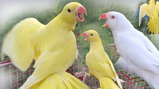 Yellow Parrot Ka Live [upl. by Rodd66]