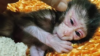 at 24 15 at night the newborn baby monkey sc rea med and cri ed for milk [upl. by Elik]