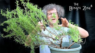 Trimming a Rosemary and Potting My Baobab Seedlings The Bonsai Zone July 2021 [upl. by Haerb]