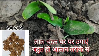 lal chandan grow from seeds at home [upl. by Grishilde401]