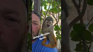 monkeyland traveling cruise familytime memories android iphone [upl. by Mitchiner]