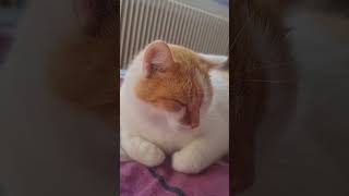 Unsere Flocky ❤️🫶 katze katzenliebe dankbarkeit [upl. by Clinton]