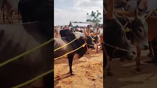 jallikattu  pulikulam kalai shorts viral trending jallikattu youtubeshorts [upl. by Holbrook]