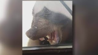 BC bear punched in the nose after encounter with family [upl. by Hoyt]