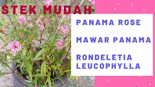 Cara menanam Panama rose RONDELETIA LEUCOPHYLLA [upl. by Yehus]