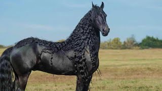 Top 5 Most Beautiful Horse Breeds in the World [upl. by Dnalra]