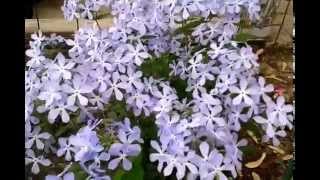 Woodland Phlox Phlox divaricata [upl. by Rodrick]