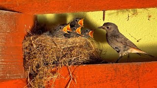 Nesting birds – Black redstart Phoenicurus ochruros [upl. by Housen706]