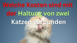 Welche Kosten sind mit der Haltung von zwei Katzen verbunden [upl. by Notluf]