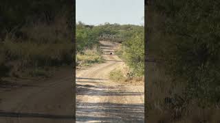 Texas Javelina Killshot deer deerhunting texaswildlife hunting wildlife deerhunter hunters [upl. by Niletak]