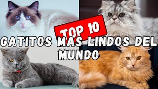 LOS GATITOS MAS LINDOS Y ADORABLES DEL MUNDO [upl. by Maurilla484]