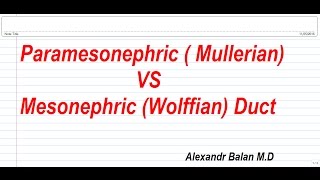 Paramesonephric Mullerian  VS and Mesonephric Wollfian  Duct [upl. by Auhoj]