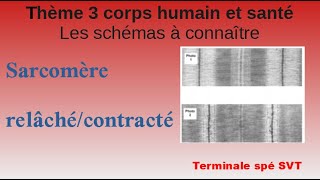 Sarcomère relâchécontracté [upl. by Amak41]