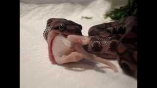 Brazilian Rainbow Boa Eating AMAZING CLOSE UP [upl. by Perry]