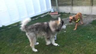 Alaska Malamute vs 3 other dogs Dogfight [upl. by Dlareme517]