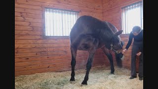 Yoga for Dressage Horses WD [upl. by Nirrek979]