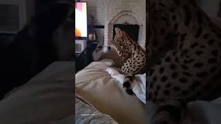 Serval cat vs dog  Savannahcatscom [upl. by Mac]