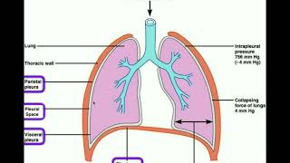 Anatomy  Body Cavities amp Serous Membranes [upl. by Erdda279]