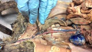 Cat Arteries amp Veins Anatomym4v [upl. by Miguel]