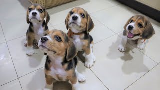 Beagle Pups Sit Down for a Treat [upl. by Locklin71]