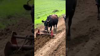 youtubeshorts agriculture viralvideo [upl. by Giah]