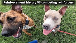 Reinforcement history VS competing reinforcers [upl. by Selia]