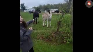 Donkey Laughs at Dog Getting Shocked By Electric Fence [upl. by Kurys]