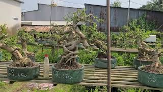 Sam Hương Bonsai Đủ dáng từ 200k 😊0933368532🌲linhsamnuitraihuonguyetquehongocmaichieuthuykimquytung [upl. by Hnilym544]