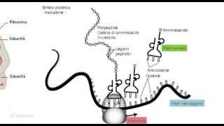 Tipi di RNA  Biologia per i test di ammissione [upl. by Aivil]