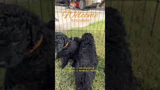 Welcome November 🍁 dog puppy curlycoatedretriever doglover puppies dogs pets november [upl. by Rainger469]