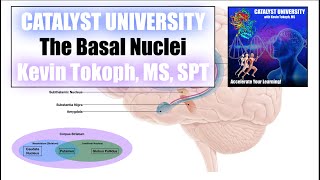 Basal Nuclei  Direct amp Indirect Pathways EXPLAINED  Review of Basal Nuclei Anatomy [upl. by Nylyrehc]