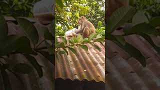 animals Monkey amr bacchader khichuri khawar chawl churi kore tin ER upor Bose khaitacha [upl. by Adnuhsar]