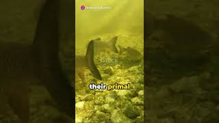 Goonch Catfish Giants of the Deep fish facts [upl. by Anilek]