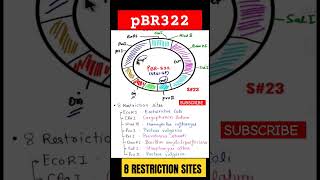 PBR 322 CLONING VECTOR biotechnology cbse shortsindia boardexam shorts ytshorts 12th icse [upl. by Airres]