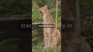 The Extraordinary Secrets of Caracal Cats [upl. by Vaughn325]