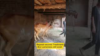 Bef or Three day sickness  High fever treatment  Respiratory Distress in Cattle Treatment shorts [upl. by Benito183]