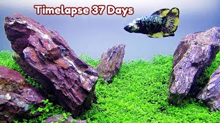 PLANTED AQUARIUM SETUP Monte Carlo Aquarium Plant Step by Step Tutorial [upl. by Harden]