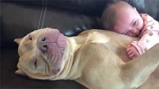 Funny Pitbull and American Bully Videos [upl. by Elbertina]