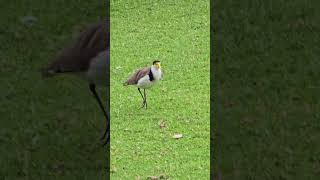 Australian Masked lapwing bird Campbelltown [upl. by Suaeddaht739]