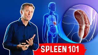 What Does The Spleen Do – DrBerg Explains Spleen Function [upl. by Sarine]